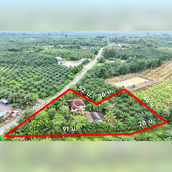 Garden House for Sale, Surat Thani, 3 rai 43.6 sq. wa, with palm plantation, pond, Thung Kong subdistrict, 4 bedrooms, 2 bathrooms