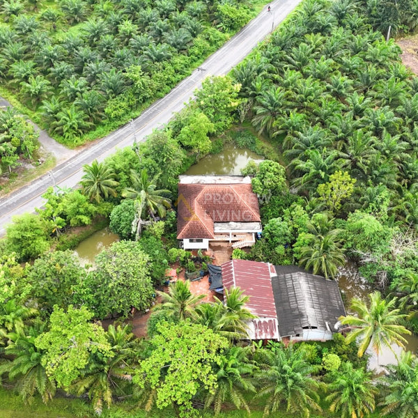 Garden House for Sale, Surat Thani, 3 rai 43.6 sq. wa, with palm plantation, pond, Thung Kong subdistrict, 4 bedrooms, 2 bathrooms