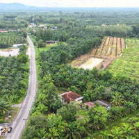 Garden House for Sale, Surat Thani, 3 rai 43.6 sq. wa, with palm plantation, pond, Thung Kong subdistrict, 4 bedrooms, 2 bathrooms
