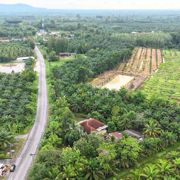 Garden House for Sale, Surat Thani, 3 rai 43.6 sq. wa, with palm plantation, pond, Thung Kong subdistrict, 4 bedrooms, 2 bathrooms