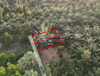 Urgent sale: divided land plots in Surat Thani, starting size 57.7 sq. wa. Location: Wat Pho 31 Soi 11. Price only 7.X hundred thousand baht per plot.