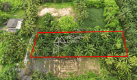 Urgent sale: Land in Surat Thani, 1 rai, in Soi Tha Rong Chang 23, 700 meters from Wat Somwang.