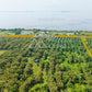 ขายสวนปาล์ม 62-2-41 ไร่ ติดถนน Highway 2002 - กระแสสินธุ์ @สงขลา ไร่ละ 230,000 ยกแปลง 14.X ล้านบาท