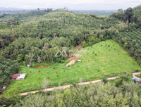 Oil palm plantation for sale, 6 rai @ Bang Baimai Intersection, price 2.XX MB / rai