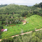 Oil palm plantation for sale, 6 rai @ Bang Baimai Intersection, price 2.XX MB / rai