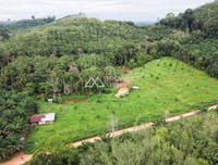 Oil palm plantation for sale, 6 rai @ Bang Baimai Intersection, price 2.XX MB / rai