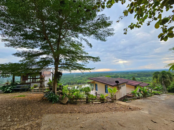 House for sale in Surat Thani, Khao Noi, Khao Hua Kwai Resort, Phunphin, 9 houses, near Phunisa Shop